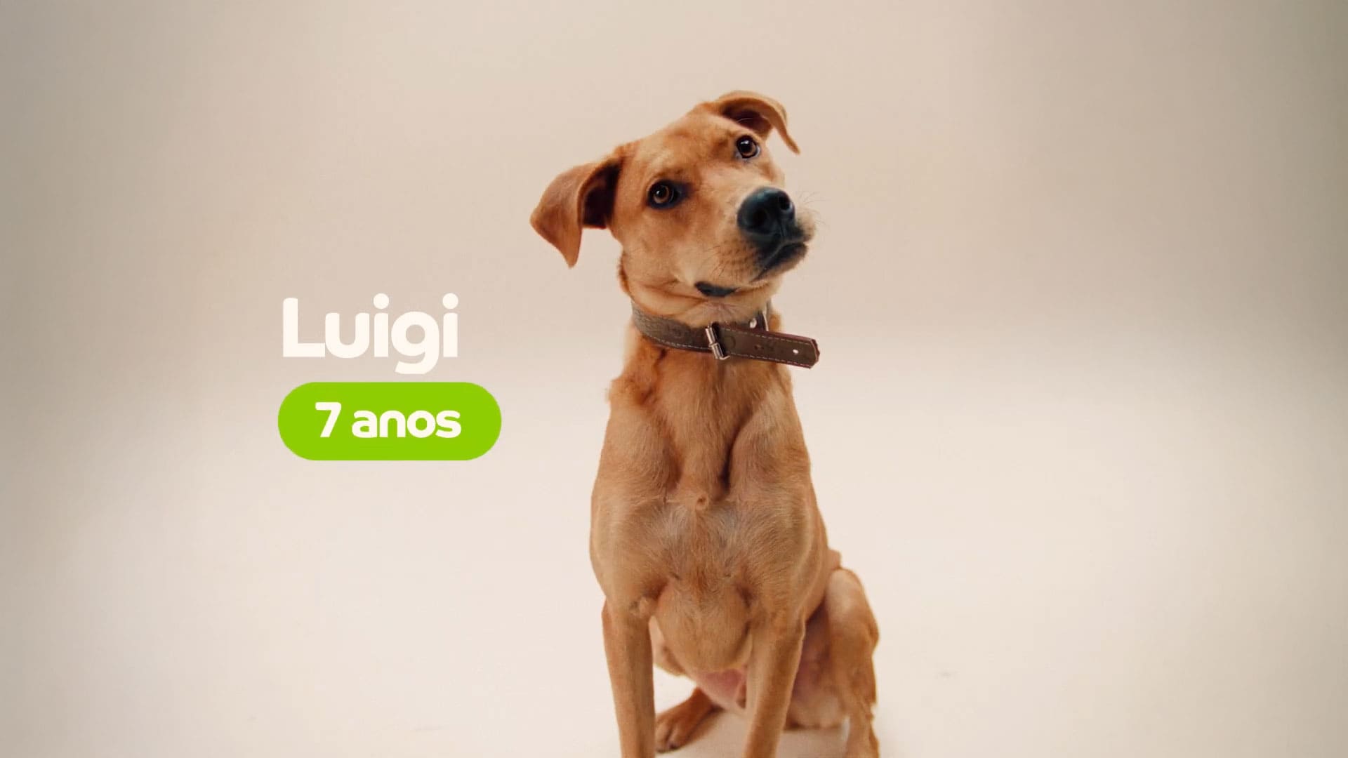 Adoção de cães idosos da Consul Luigi 7 anos