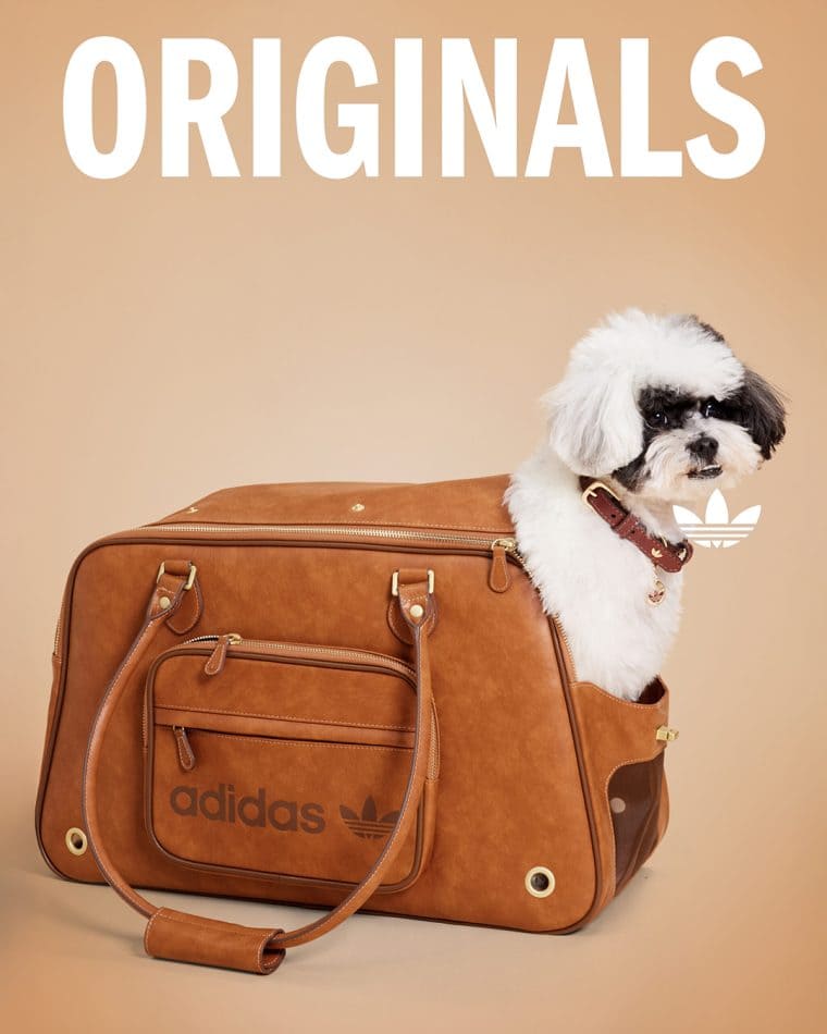 Dog dentro da bolsa - Adidas lança coleção de roupas para pets