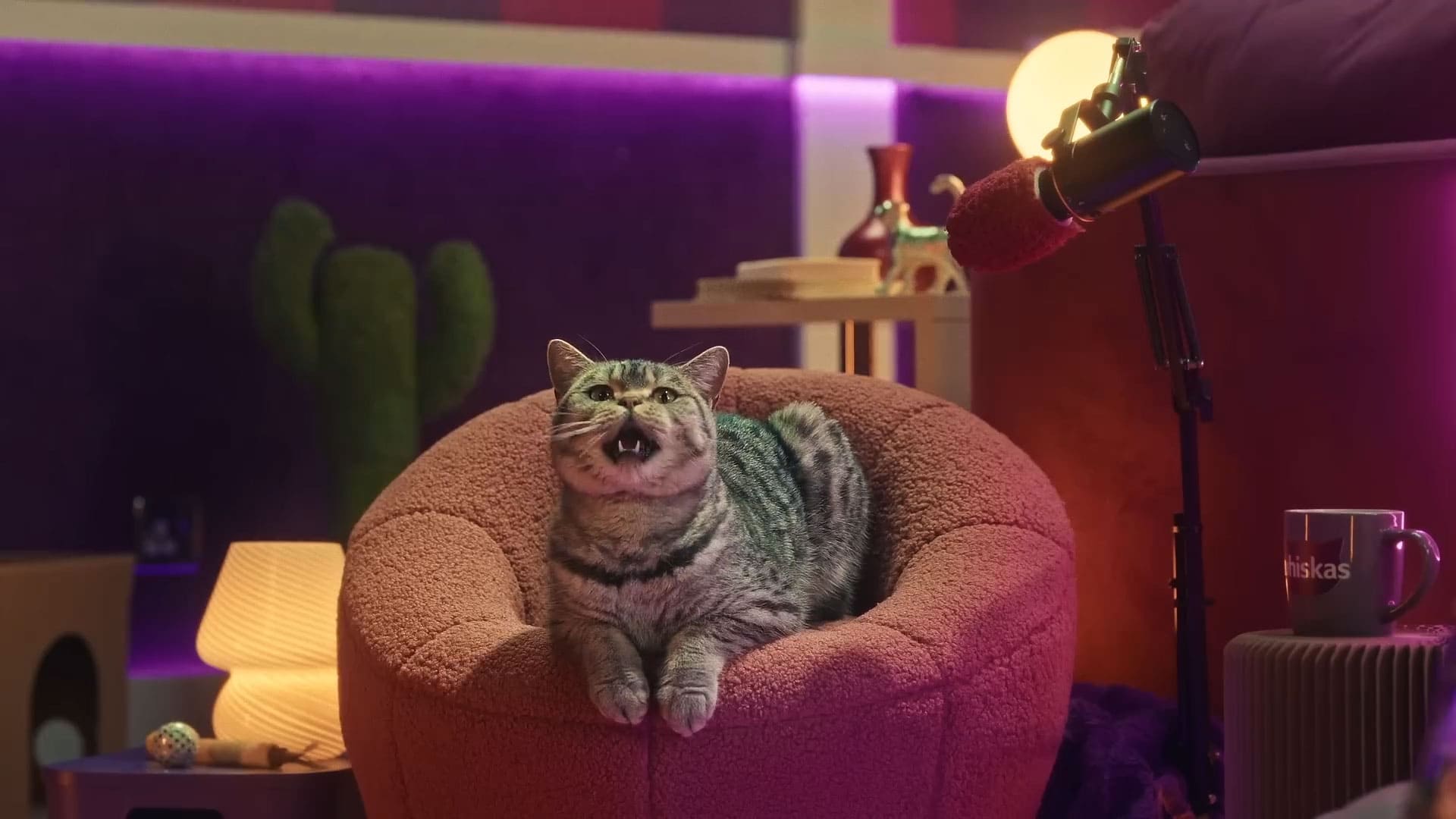 Gatinho no Podcast da Whiskas - Purrcast