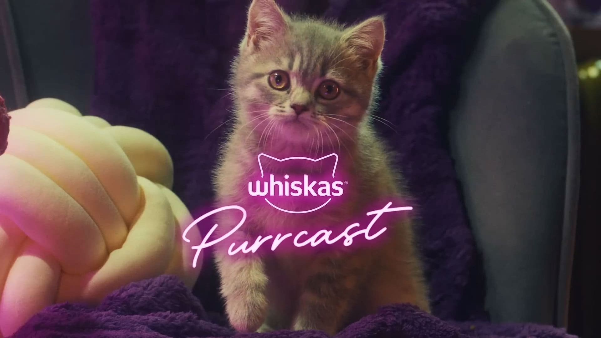 Cartela final do Podcast da Whiskas - Purrcast