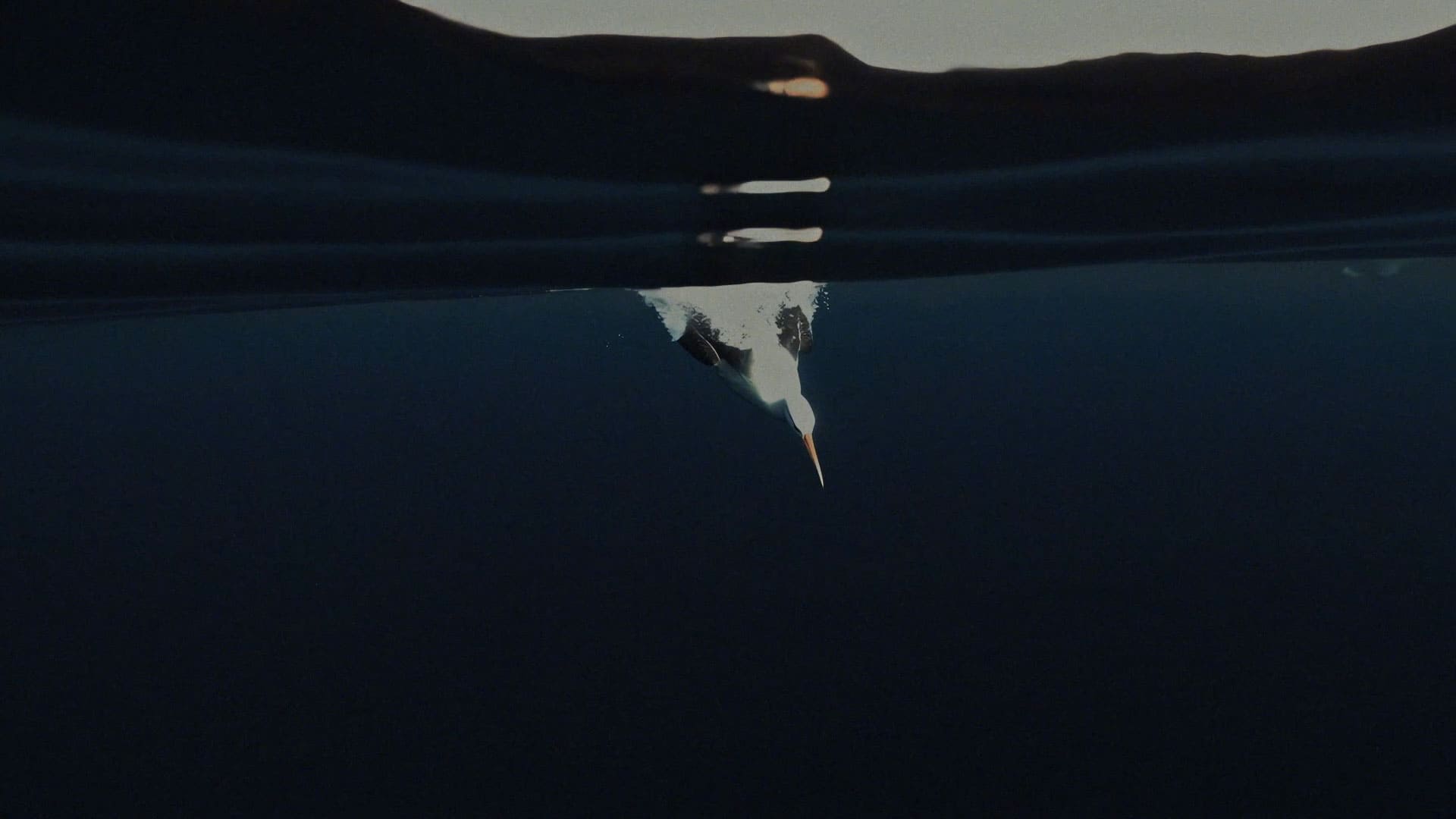 Animal no mar - A Odisseia de Wilson