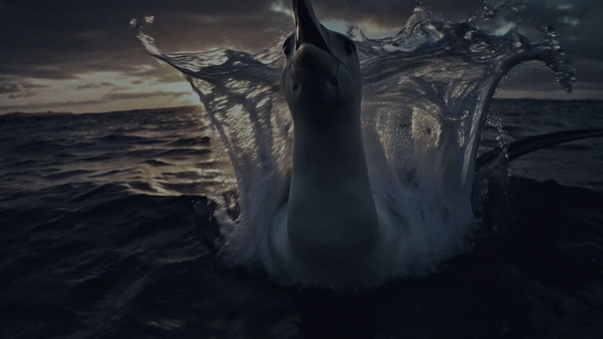 Animal saindo do mar - A Odisseia de Wilson