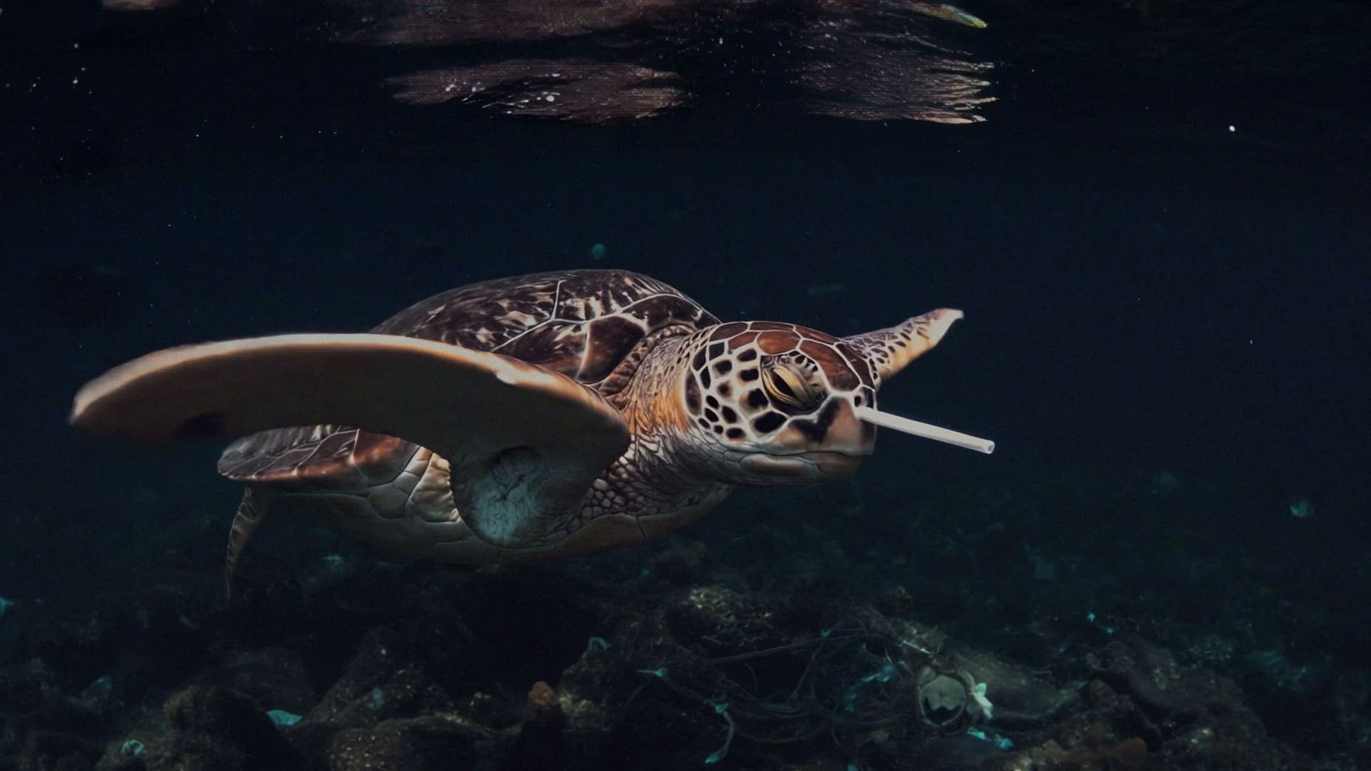 Canudo no mar - A Odisseia de Wilson