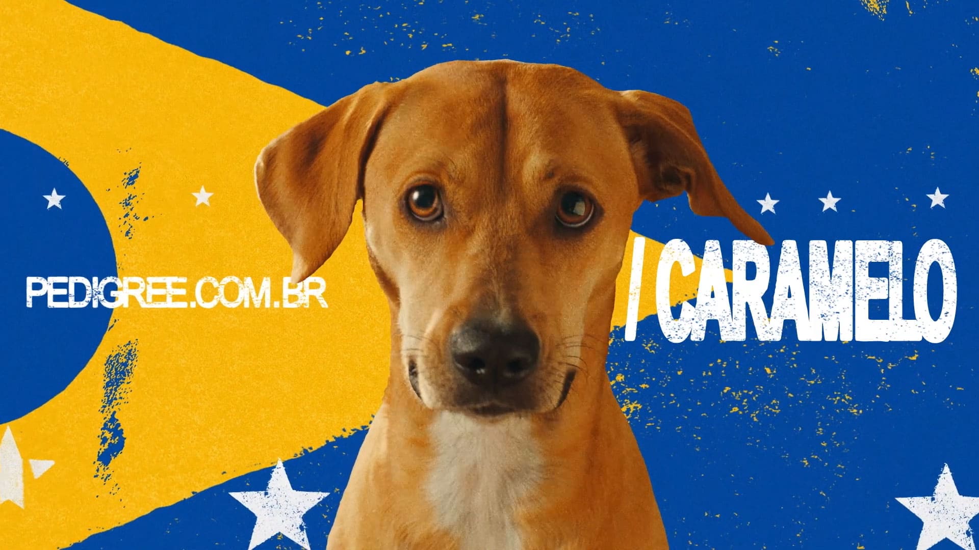 Cartela final Pedigree Caramelo